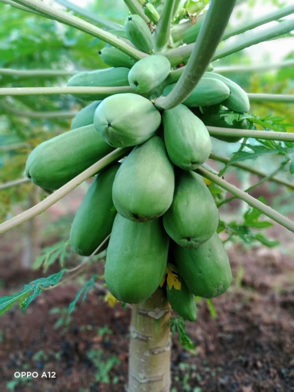 Papaja Calina from Kenia